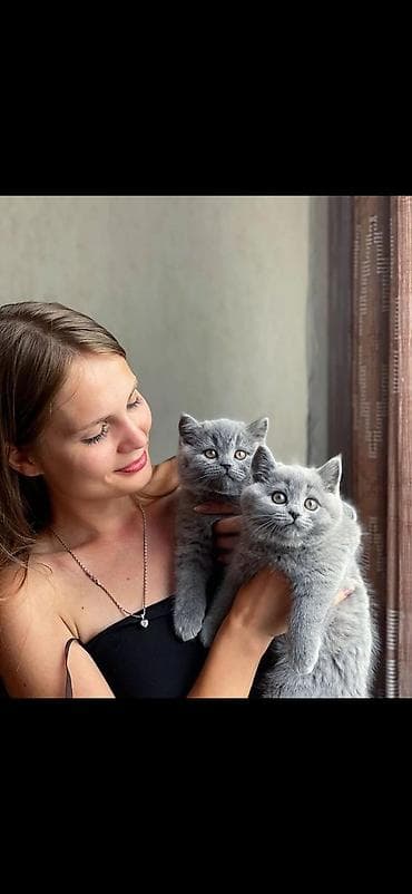 кошка в бишкеке: Британская короткошёрстная, 2 месяца, Мальчик — 2