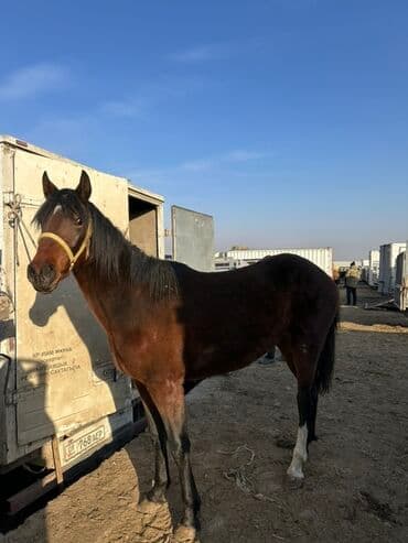 сельскохозяйственные животные продажа: Продаю | Кобыла (самка) | Полукровка, Английская | Для разведения | Племенные — 2