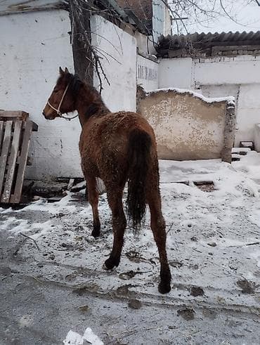 ургачи: Продаю | Жеребец | Полукровка | Рабочий | Племенные — 9
