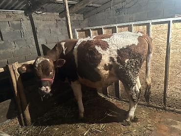 Продаю | Бык (самец) | Привязанные