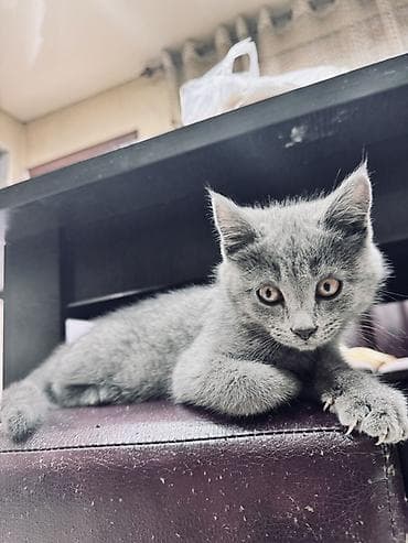 бурма кошка: 3 месяца, Девочка, Серый — 2