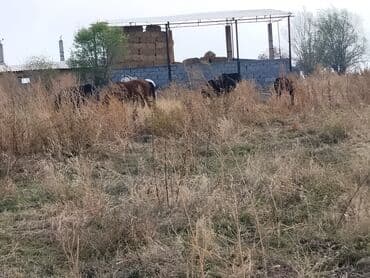 лабрадор ретривер цена щенка: Продаю | Кобыла (самка) | Для разведения — 2