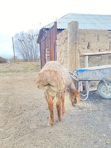 кошки купить бишкек: Продаю | Баран (самец) | Для разведения | Племенные — 2