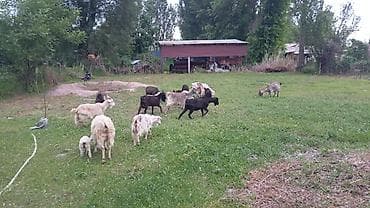 Животные: Продаю | Коза (самка), Козёл (самец), Козлёнок | Полукровка | На забой, Для разведения, Для молока | Племенные, Котные, Осеменитель — 2