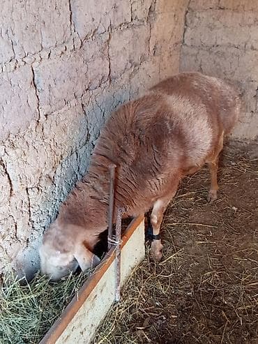 брама ош: Продаю | Баран (самец) | Для разведения — 4