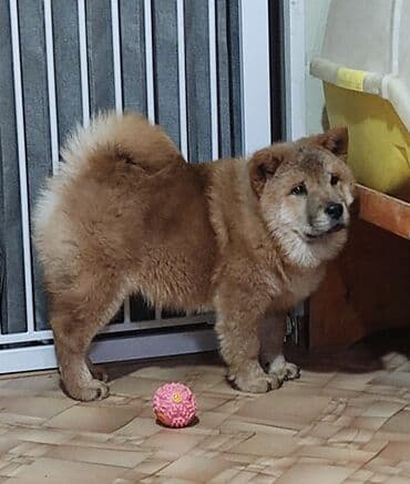 миниатюрный бультерьер: Чау-чау, 5 месяцев, Самец, С прививкой — 2