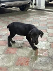 охотничий собака дратхар: Курцхаар 4 месяцаохотничья — 2