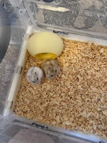 ёжик живой: Карликовые хомячки (джунгарики). На фото — миниатюрные декоративные — 5