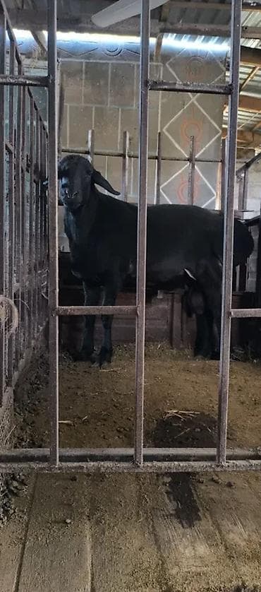 дорпер кой: Продаю | Баран (самец) | Для разведения | Племенные — 4