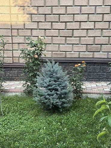 семис бука: Ель колючая голубая (Picea pungens ‘Glauca’) — декоративные хвойные — 5