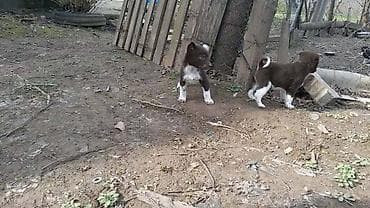 все породы терьеров: Порода Собак, Zerdava/Зердава ( ТУРЕЦКАЯ порода собак). Можете за — 7