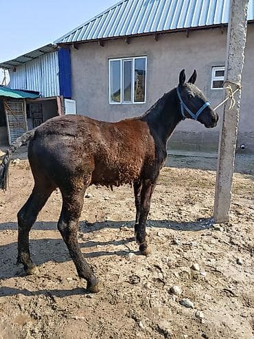 А/ч жаныбарлары үчүн тоюттар: Сатам | Жылкы (эркек) | Союуга | Асыл тукумдуу — 6