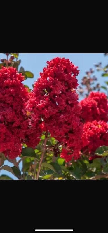 Саженцы лагерстремии (индийская сирень) с ярко‑красными соцветиями. -