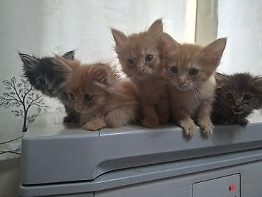 котята донского сфинкса купить: Кошка даром: Беспородная, 2 месяца, Мальчик, Приучена к лотку — 1