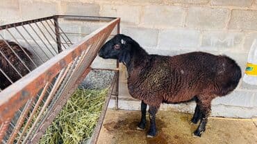 корм для бычков: Продаю | Баран (самец) | Для разведения — 2