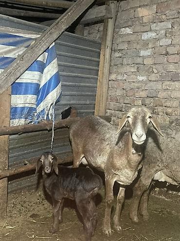 продажа баранов: Продаю | Овца (самка) | Для разведения | Матка — 2