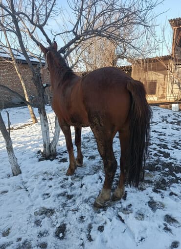 Ветеринар кызматы: Сатам | Байтал | Жумушка — 1