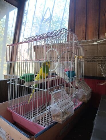 Продаётся попугаи