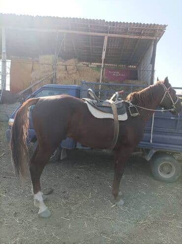 собака охотничий: Продаю | Конь (самец) | Рабочий — 4