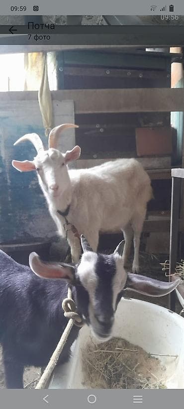 Продаю | Коза (самка) | Для разведения