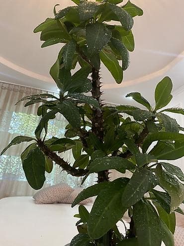 Уход и хранение одежды: Молочай — 2