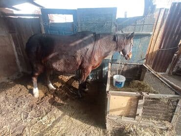 Продаю | Кобыла (самка) | Рабочий