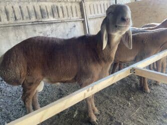 продажа щенков немецкой овчарки с документами в бишкеке: Продаю | Баран (самец), Ягненок | Арашан | Для разведения | Осеменитель — 1