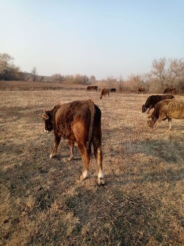 комбикорм для бройлеров: Продаю | Бык (самец) | Швицкая | На откорм — 8
