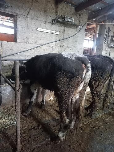 продам ягнят: Продаю | Бык (самец) | На откорм | Привязанные — 1