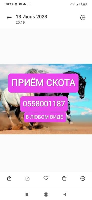 Куплю | Коровы, быки, Лошади, кони | Круглосуточно, Любое состояние, Забитый