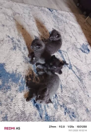 отдам кошку в добрые руки: Очаровательные котята с дымчато‑серой и чёрной шерсткой. - Помёт из — 2
