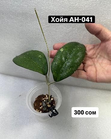 чикен: Хойя (Hoya) Nui 400 сом( Hoya macrophylla 250 сом Хойя — 8