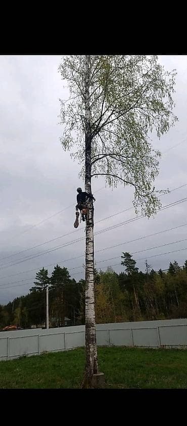 Бактарды кыюу, отундарды даярдоо: Спил деревьев любой сложности Профессиональные высотные работы по — 1