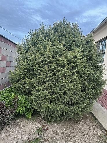 Продается взрослая ель, высота примерно 3–4 метра, густая и ухоженная