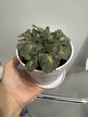 растения аквариумные купить: Пальмы(Хомедория),замиокулькасы(доллар) Зензи,черный доллар,зеленый — 1