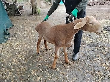 ош ат: Продаю | Баран (самец) | Арашан | Для разведения | Осеменитель — 7