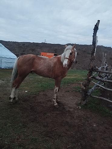 ыссык куле: Сатам | Байтал | Аргын | Жумушка — 3