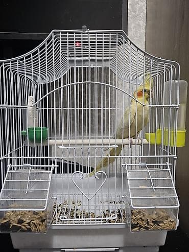 где можно купить хорька: Корелла (нимфа) в комплекте с клеткой и аксессуарами. Описание: - — 3