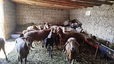 немецская овчарка: Продаю | Овца (самка) | Для разведения | Матка — 4