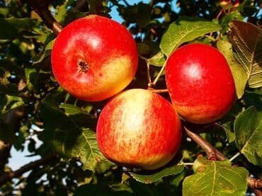 порошок из дождевых червей купить: Удобрение Самовывоз — 11