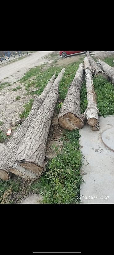 Кругляк/бревна лиственных пород - Порода: ориентировочно