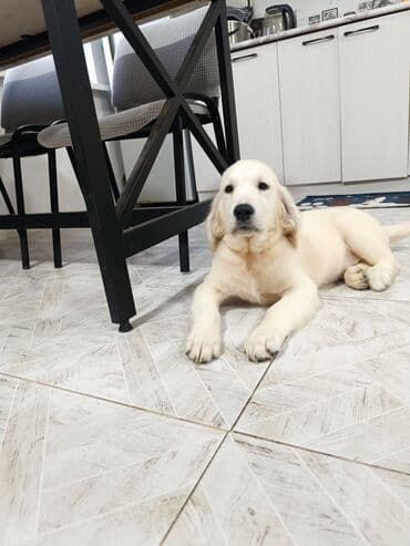 сколько стоит собака золотистый ретривер: Ретривер, 2 месяца, Самка — 4