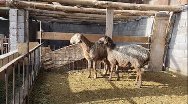 продаю дойная корова: Продаю | Ягненок | Арашан | Для разведения | Ярка — 1