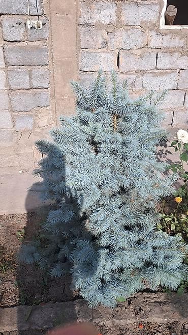 гнездо качеля: Саженцы деревьев: Ели — 9