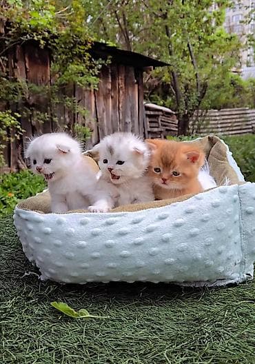 scottish fold: Предлагаем для бронирования чистопородных малышей, мальчики, окрас — 4