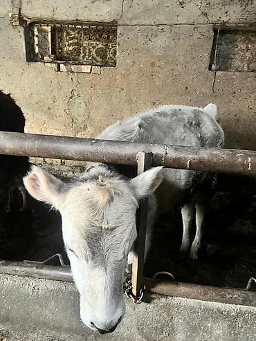 хомяк в бишкеке: Продаю | Тёлка | На откорм | Привязанные — 1