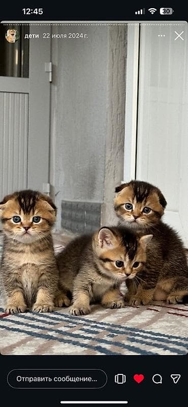 Кошки: Шотландские котята с висячими ушками (скоттиш-фолд), окрас золотая — 1