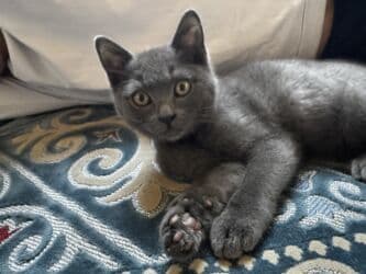 продажа щенков немецкой овчарки с документами в бишкеке: Котёнок серого окраса - Порода/тип: короткошёрстный, однотонный серый — 3