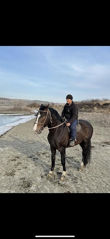 стрижка на дому: Продаю | Жеребец | Полукровка | Рабочий, Конный спорт | Племенные — 2