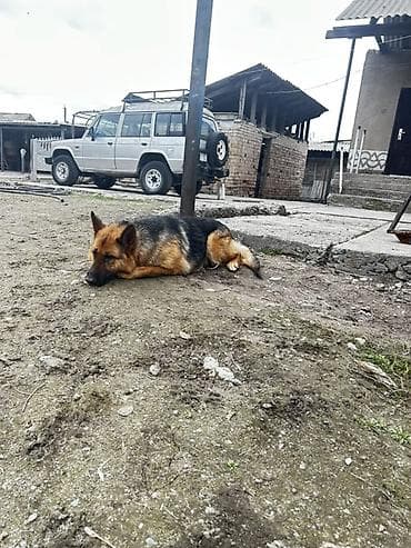 собаки в бишкеке бесплатно: Немецкая овчарка — охрана двора и верный компаньон. - Порода — 10